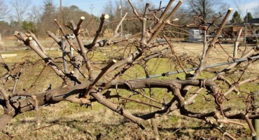 Jak správně ořezat hrozny na jaře, v létě a na podzim od nepotřebných výhonků pro začátečníky